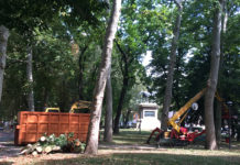 Si concludono oggi i controlli agli alberi del verde pubblico