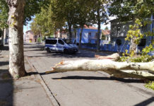 Si spezza un albero a Novi, fortunatamente nessuno è rimasto ferito
