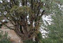 Ai piedi della monumentale quercia di via Nuova Ponente c’è una discarica a cielo aperto