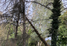 Gli ambientalisti si fanno avanti: “noi ci siamo”