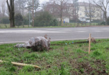 Piantati nuovi alberi in Tangenziale