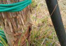 Tronchi scempiati: l’Ufficio Verde ha informato dell’accaduto la proprietà