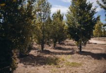 Parco Santacroce, piantati altri 800 alberi