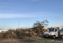 Abbattuto il bosco tra via Tolomeo e via Marie Curie