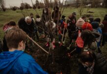 E’ tutto pronto per la Festa degli alberi: scopri le iniziative a Carpi e Soliera