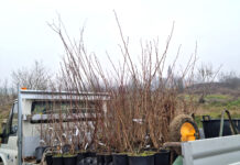 Nuova area boschiva a Fossoli: 300 piante su 3mila metri quadri