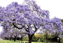 Ripulisce l’aria da gas nocivi e particelle, ecco a voi sua maestà la Paulownia