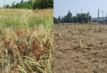 A Fossoli resistono, ma non tutte, le piante della nuova area verde comunale