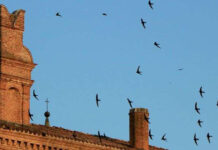 Rondoni in calo nel cielo su Piazza Martiri