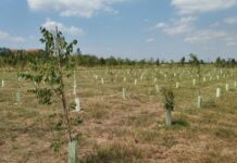 L’area verde di via Magra a Fossoli compenserà le emissioni di co2 del nuovo impianto di Aimag