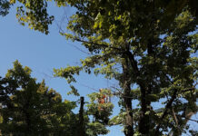 Abbattuti altri due tigli di piazzale Ramazzini