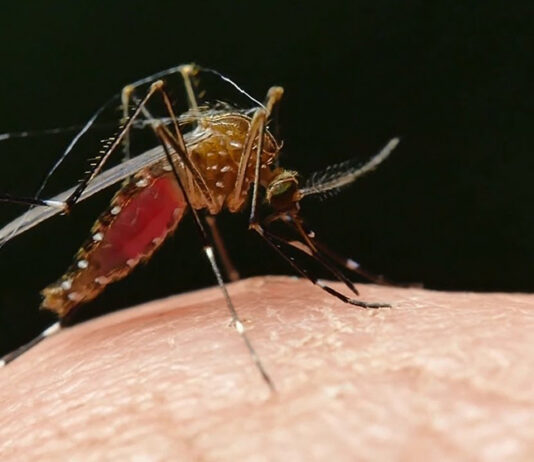 Non è arbovirosi, sospesi i trattamenti a Cibeno