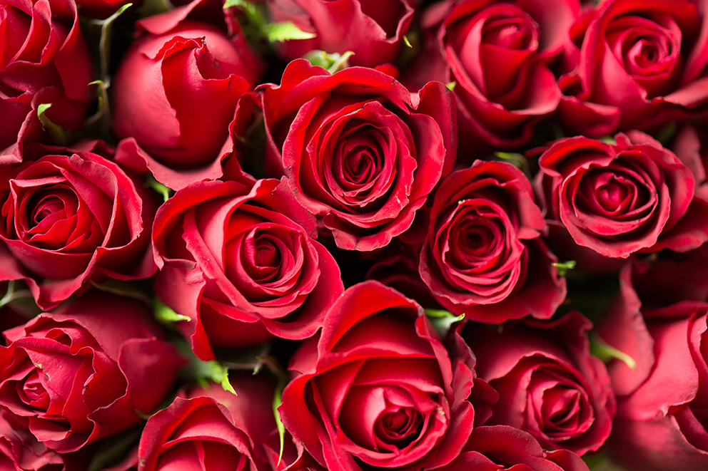 Le rose rosse sono sempre più care. A San Valentino si regalano