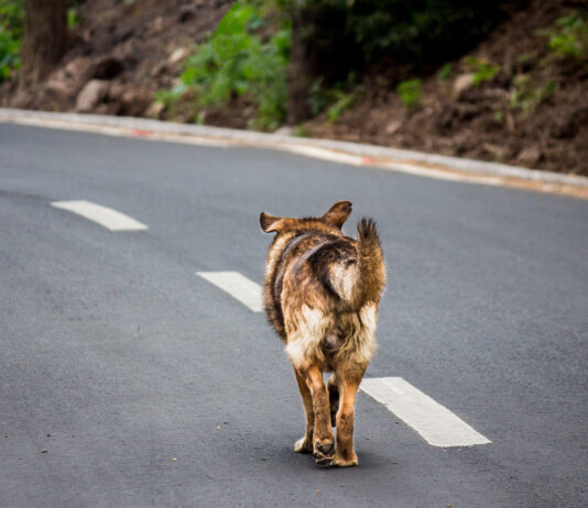 L’abbandono è una crudeltà per gli animali e una minaccia per la circolazione stradale