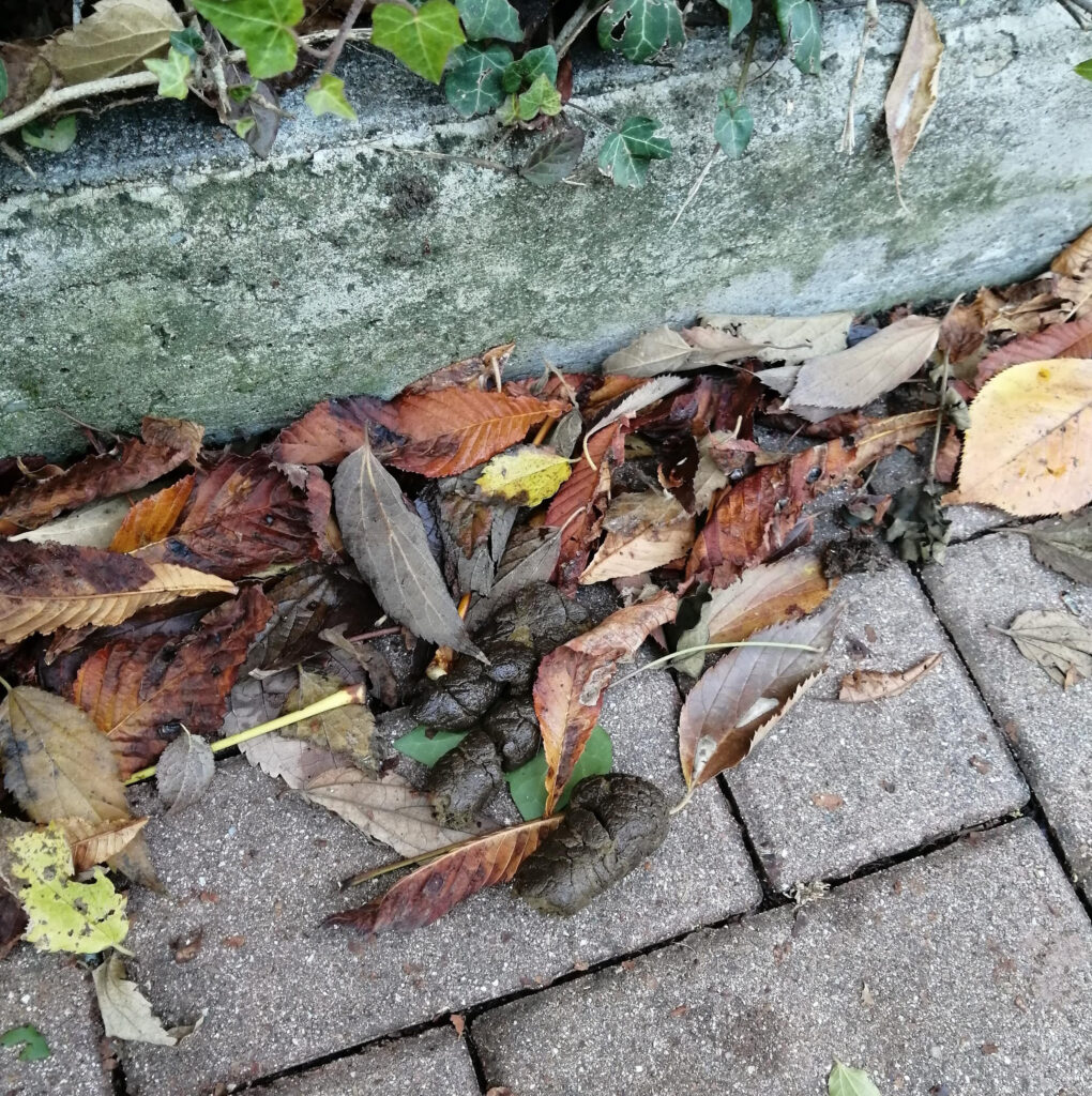 Se i cani fanno pipì per strada i padroni dovrebbero pulire con acqua  saponata! - Temponews