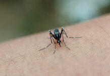 Zanzara, trattamenti precauzionali in scuole primarie e medie