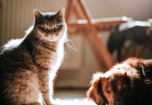 Disinfestazioni, ecco come proteggere cani e gatti