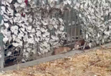 I topi sono ovunque e i residenti di via Parmenide sono esasperati