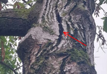 Via Magazzeno, due alberi a rischio schianto verranno abbattuti