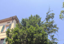 Due nuovi alberi monumentali a Correggio