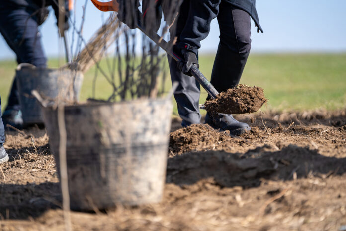 Tre nuovi alberi al Parchetto di via Leopardi