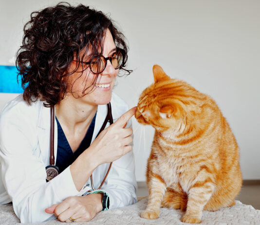 Importanti novità per la terapia contro la FIP che ora fa meno paura