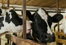 Richiesto l’ampliamento dell’allevamento di vacche di via Gazzoli per portare il numero di capi da 120 a 322