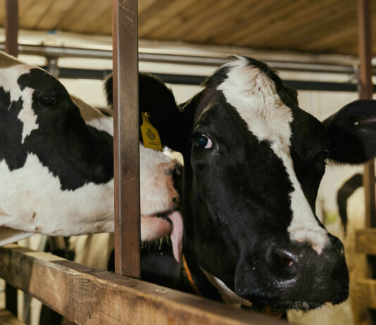 Richiesto l’ampliamento dell’allevamento di vacche di via Gazzoli per portare il numero di capi da 120 a 322