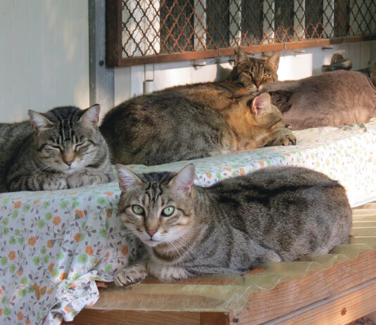 Chi costruirà il nuovo Gattile di Fossoli? Pubblicato il bando per affidare i lavori