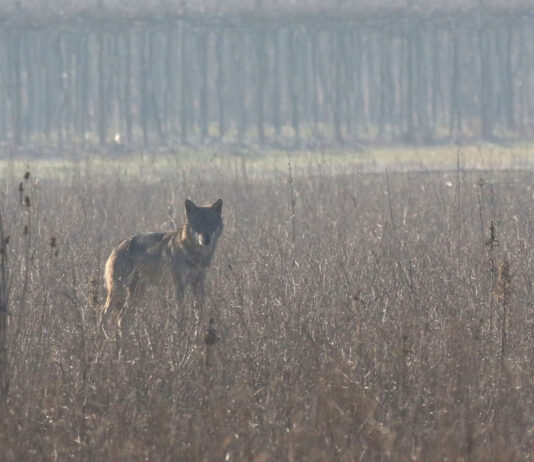 “I lupi hanno paura dell’uomo, non c’è nessun allarme”