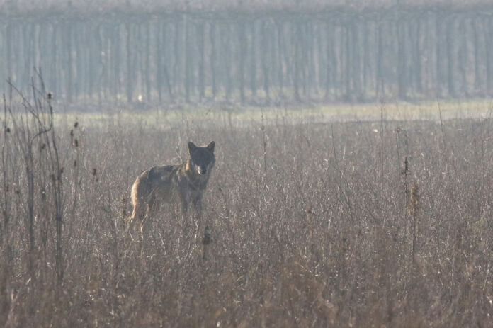 605782823_10214386618297084_474337738197306320_n