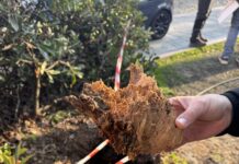 10 tigli verranno abbattuti per mettere in sicurezza Piazzale Ramazzini