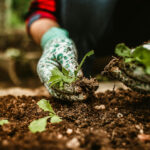 “Tuteliamo chi coltiva in modo sano” se ne parla a Terrevive