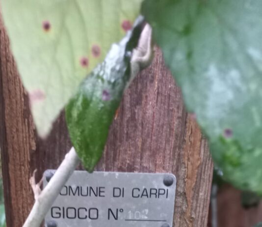 Un’antenna in Piazzale Don Venturelli, i cittadini chiedono al sindaco di fare chiarezza in un’assemblea pubblica