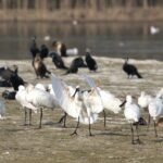 Con l’arrivo della primavera, riapre l’Oasi La Francesa di Fossoli