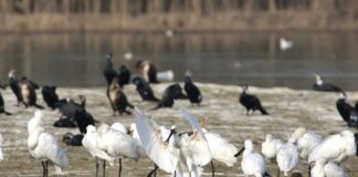 Con l’arrivo della primavera, riapre l’Oasi La Francesa di Fossoli