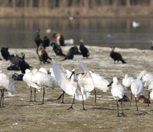 Con l’arrivo della primavera, riapre l’Oasi La Francesa di Fossoli