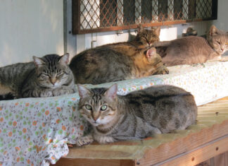 Si è riunita la commissione per valutare le offerte arrivate per la realizzazione del nuovo Gattile