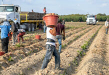 Racket del capolarato nelle campagne modenesi, braccianti sfruttati e pagati 5 euro all’ora
