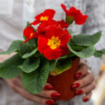 Torna Una primula per Chernobyl, per il bene dell’Ucraina