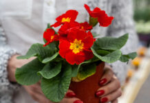 Torna Una primula per Chernobyl, per il bene dell’Ucraina