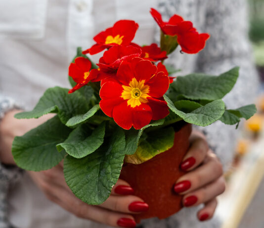 Torna Una primula per Chernobyl, per il bene dell’Ucraina