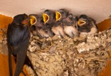 Le rondini son tornate a solcare il cielo di Carpi