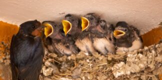 Le rondini son tornate a solcare il cielo di Carpi
