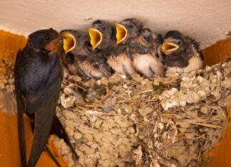 Le rondini son tornate a solcare il cielo di Carpi