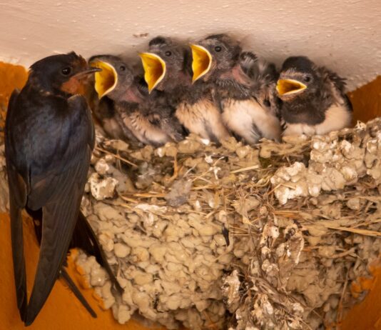 Le rondini son tornate a solcare il cielo di Carpi