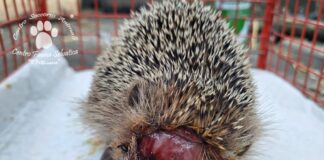 Il giardino non è solo nostro, rispettiamo gli animali che vi trovano rifugio