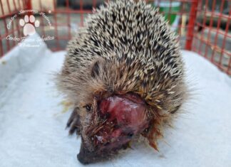 Il giardino non è solo nostro, rispettiamo gli animali che vi trovano rifugio