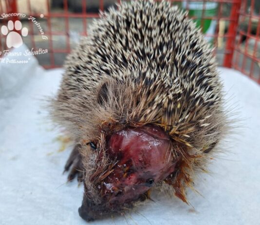 Il giardino non è solo nostro, rispettiamo gli animali che vi trovano rifugio