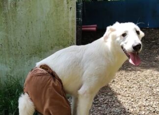 Un miracolo a quattro zampe, la catena di solidarietà per l’operazione di Tacito
